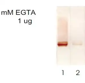 Western blot mouse anti s 100 monoclonal antibody 8b10 8253