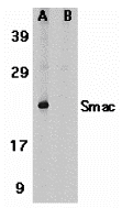 benchmark-antibodies_anti-smac_ct_antibody_4798_1.jpg