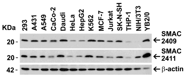 Western blot rabbit anti smac ct polyclonal antibody 4798