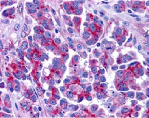 benchmark-antibodies_anti-smac_ct_antibody_4798_5.jpg