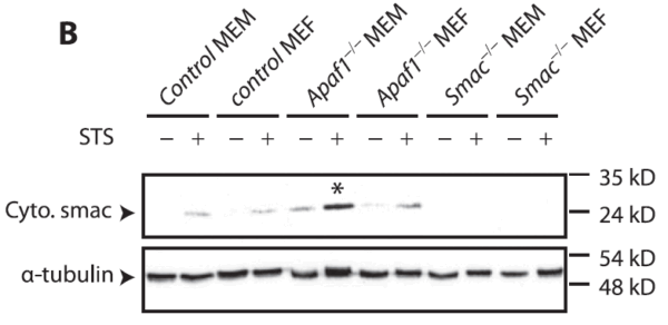 Western blot rabbit anti smac ct polyclonal antibody 4798