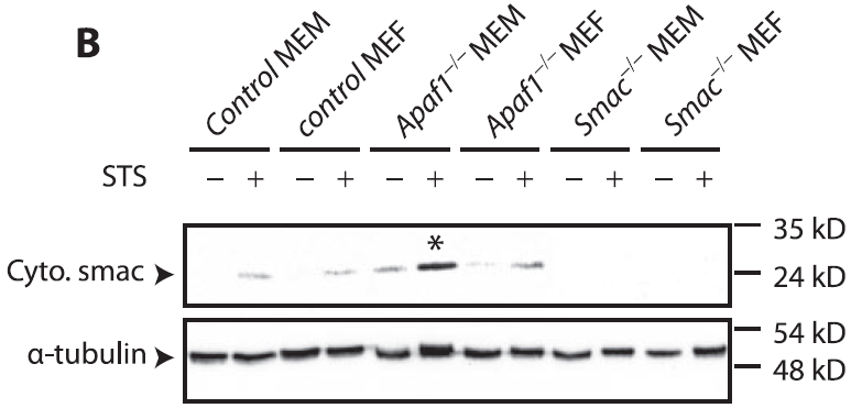 benchmark-antibodies_anti-smac_ct_antibody_4798_6.gif