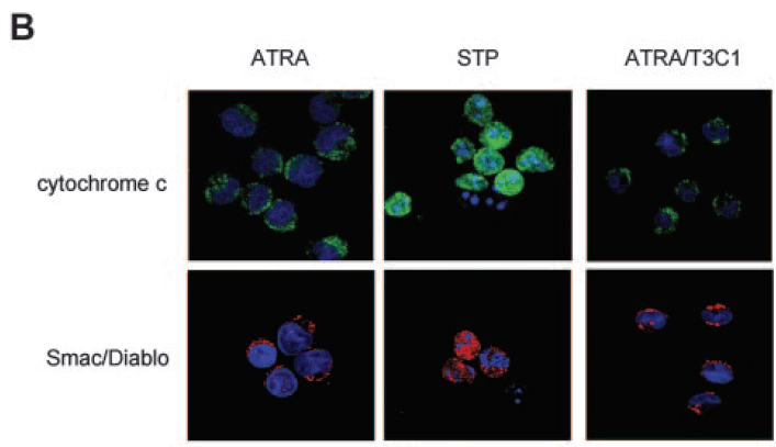 benchmark-antibodies_anti-smac_ct_antibody_4798_8.gif