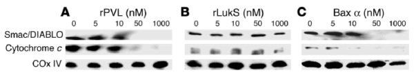 Western blot rabbit anti smac ct polyclonal antibody 4798