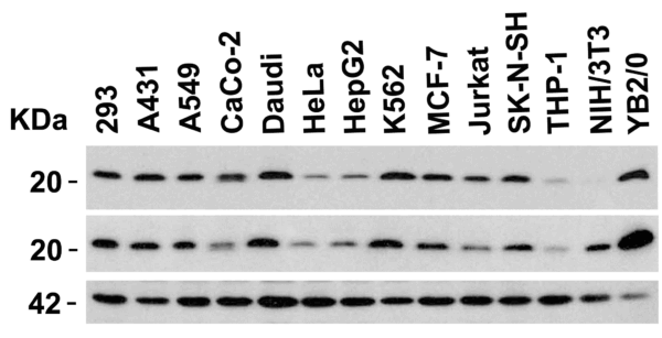 Western blot rabbit anti msmac ct polyclonal antibody 8528