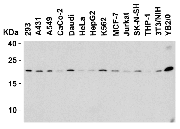 Western blot rabbit anti msmac ct polyclonal antibody 8528