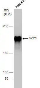 Western blot mouse anti src 1 monoclonal antibody h4 5818