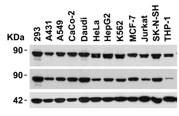 Western blot rabbit anti stat1 alpha polyclonal antibody 4141