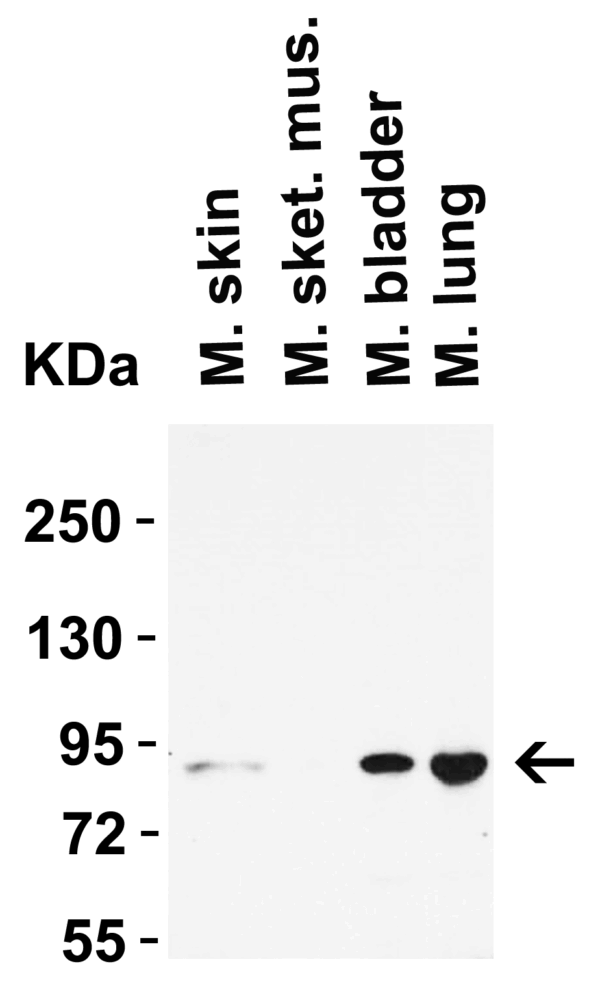 Western blot rabbit anti stat1 alpha polyclonal antibody 4141