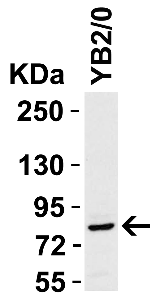 benchmark-antibodies_anti-stat1alpha_antibody_4141_4.gif