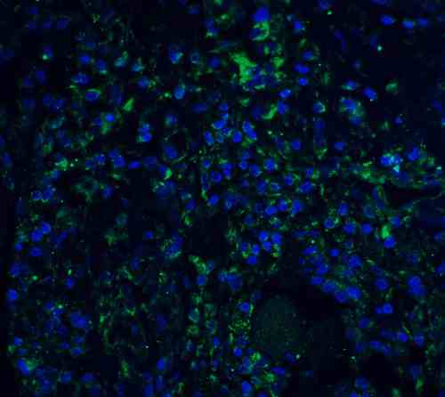 benchmark-antibodies_anti-stat1alpha_antibody_4141_5.gif