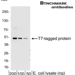 Western blot rabbit anti t7 polyclonal antibody 6777