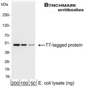 Western blot goat anti t7 polyclonal antibody 9203
