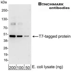 Western blot goat anti t7 hrp polyclonal antibody 5237