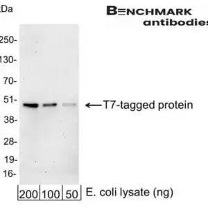Western blot rabbit anti t7 hrp polyclonal antibody 6408