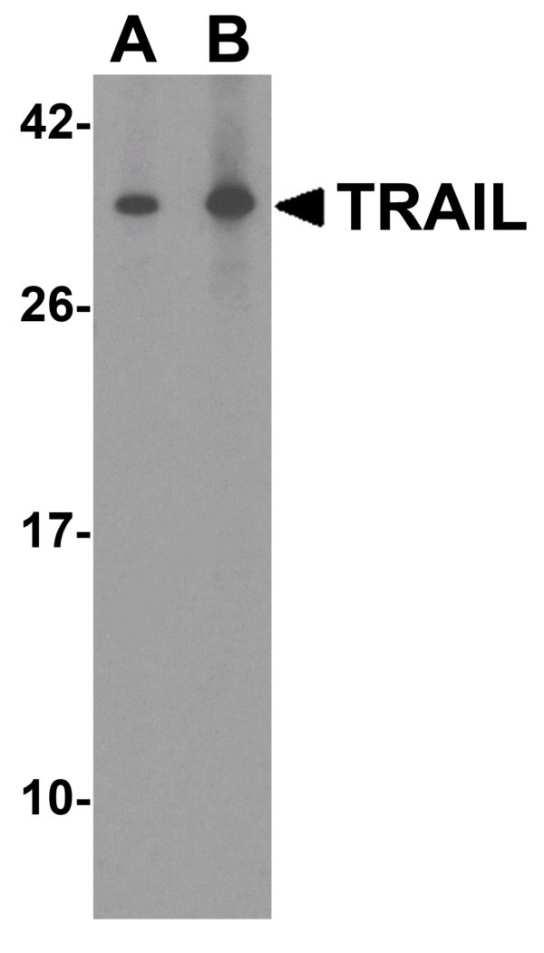 Western blot rabbit anti trail ct polyclonal antibody 3539