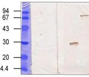 Western blot mouse anti transglutaminase 3 tg3 monoclonal antibody c2d 7739
