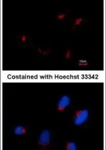 ICC/IF mouse anti trip230 monoclonal antibody 10g5 4407