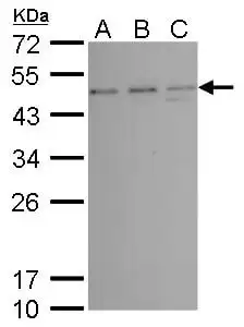 Western blot mouse anti tsg101 monoclonal antibody 4a10 4454