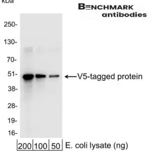 Western blot rabbit anti v5 polyclonal antibody 3621