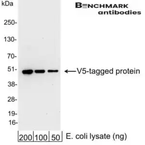 Western blot goat anti v5 polyclonal antibody 6568