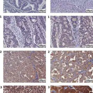 IHC rabbit anti v5 hrp polyclonal antibody 6149