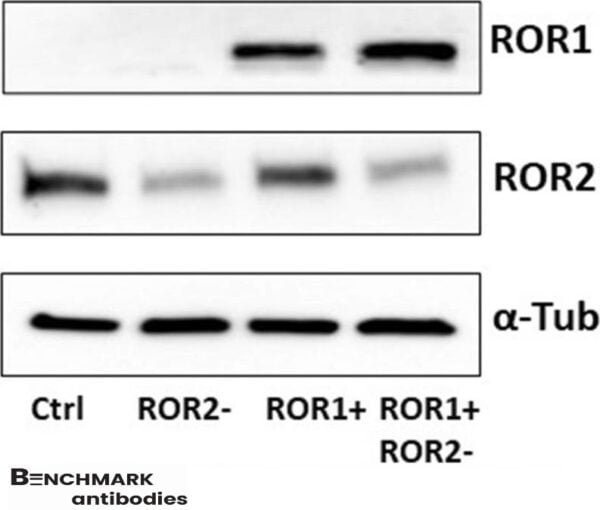 Western blot rabbit anti v5 hrp polyclonal antibody 6149