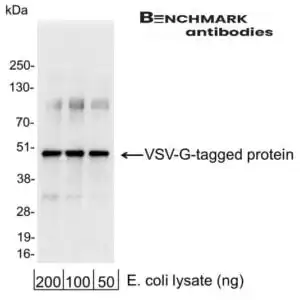 rabbit anti-VSV-G polyclonal antibody 1440