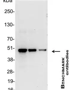 Western blot goat anti vsv g hrp polyclonal antibody 1734