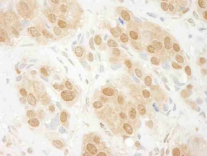 benchmarkantibodies.com/wp-content/uploads/2024/03/9031_3.jpg