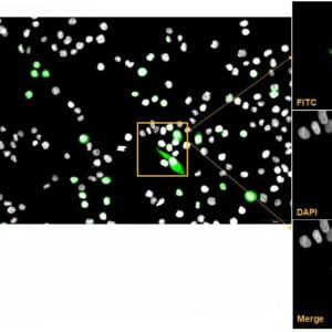 ICC/IF image goat anti myc tag polyclonal antibody 1013