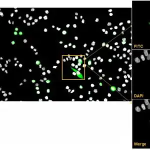 ICC/IF image goat anti myc tag polyclonal antibody 1013