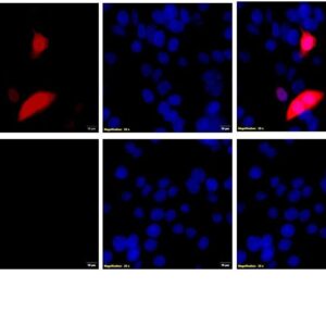 chicken anti-Beta Galactosidase polyclonal antibody 1779