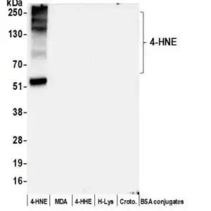 4HNE gel