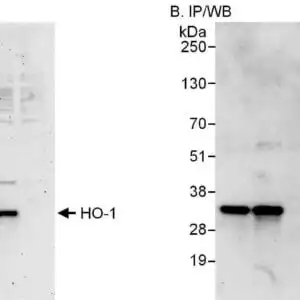 WB HO1