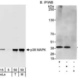 p38 MAPK WB
