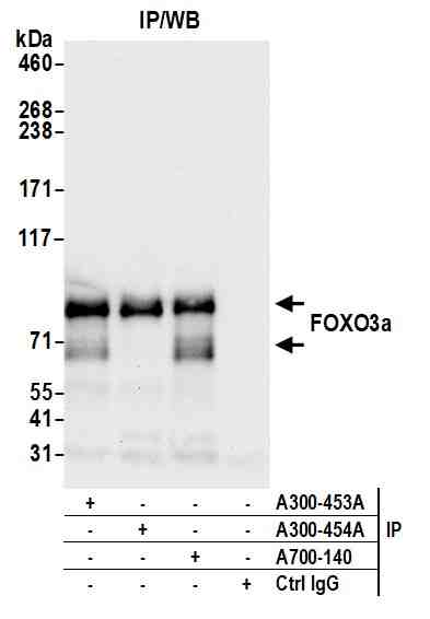 WB-image-anti-FOXO (Forkhead box O) Transcription Factors antibody-1024
