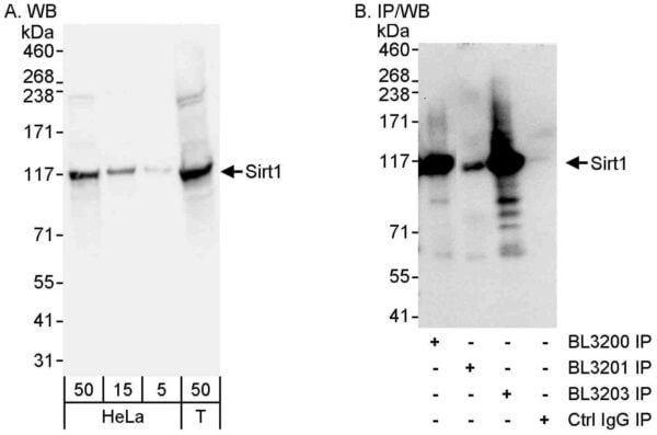 WB Sirt1