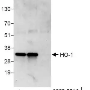rabbit anti-HO1 polyclonal antibody 1028