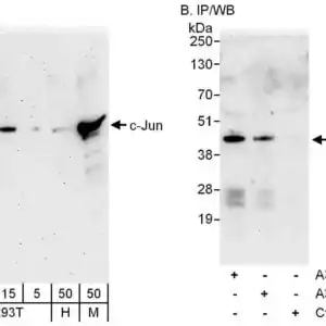 rabbit anti-JNK polyclonal antibody 1037