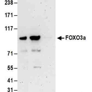 rabbit anti-FOXO3a polyclonal antibody 1039