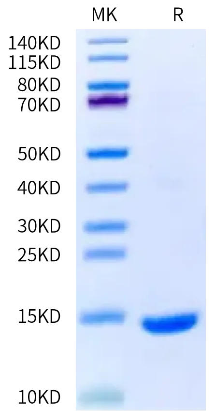 Purity gel - Human/Mouse/Rat GDF-8 Protein 2000