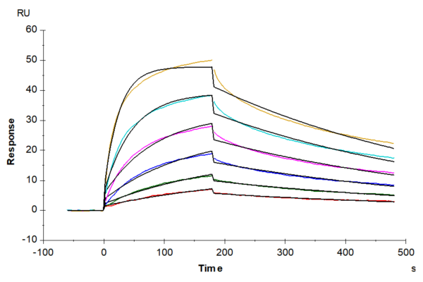 SPR with Biotinylated Human IFN alpha/beta R2 Protein 2021