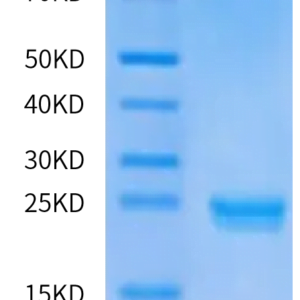 SDS-PAGE gel of Human DLL3 Domain (352-479) Protein 2031