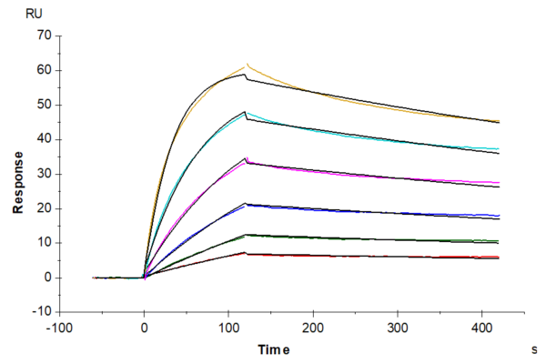 SPR with Biotinylated Cynomolgus IFN alpha/beta R1 Protein 2042