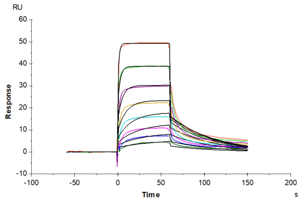 SPR with Biotinylated Mouse IFN alpha/beta R2 Protein 2052