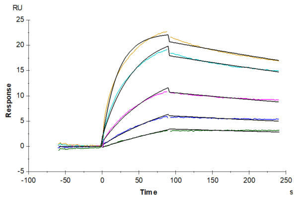 SPR with Chimeric HLA-A*02:01 (mα3) &mB2M&MAGE-A1 (KVLEYVIKV) Mon 2058