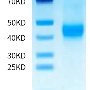 SDS-PAGE gel of Mouse CD28 Protein 2080