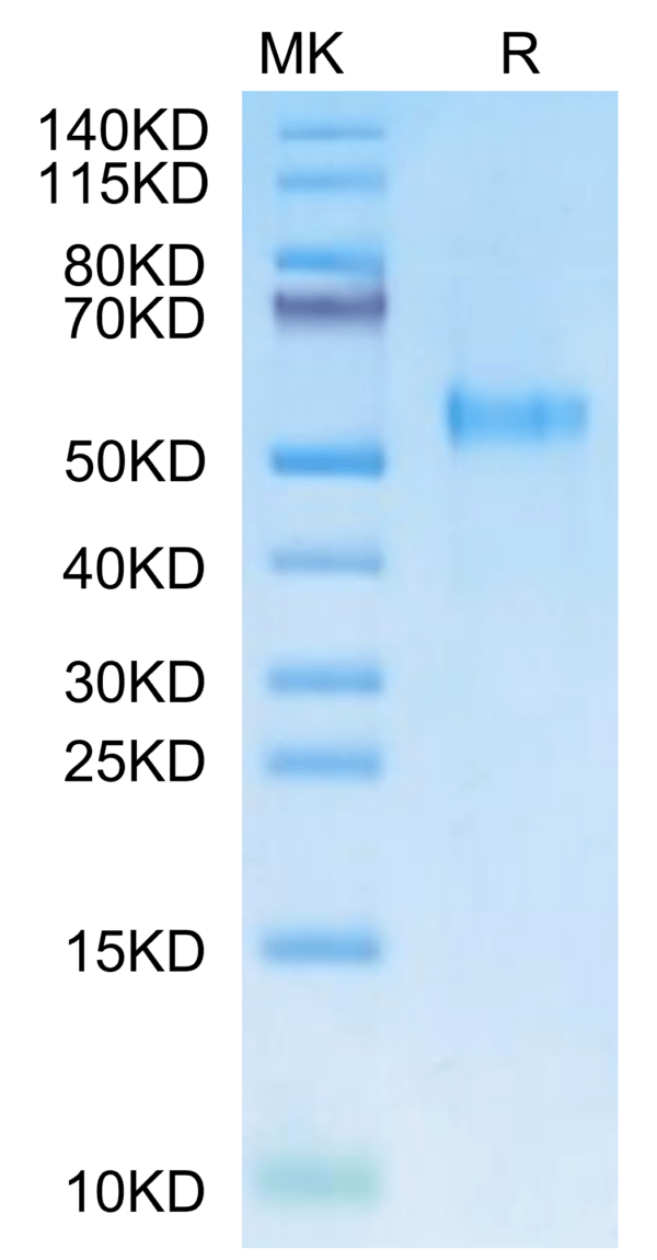 SDS-PAGE gel of Rhesus macaque KIR3DL3 Protein 2087