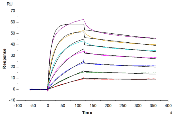 SPR with Human OX40 Ligand/TNFSF4 Protein 2095